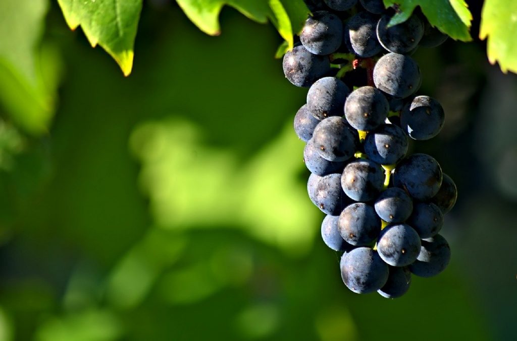 Vinimport