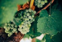 Vinimport