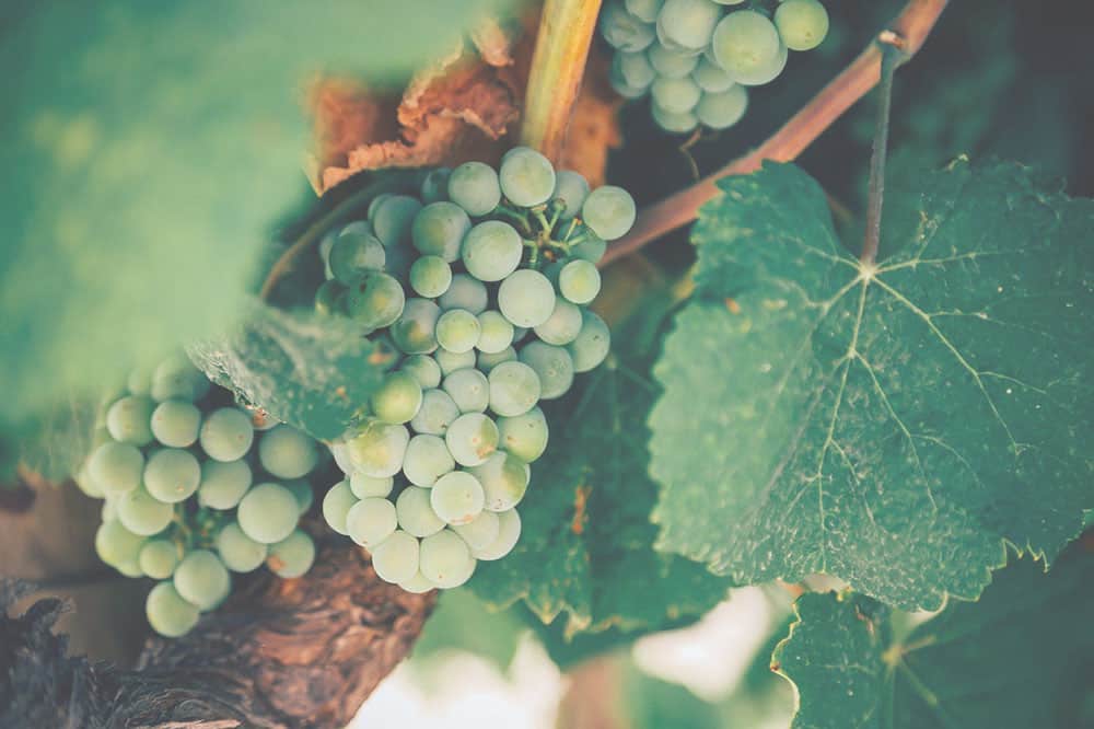 Vinimport