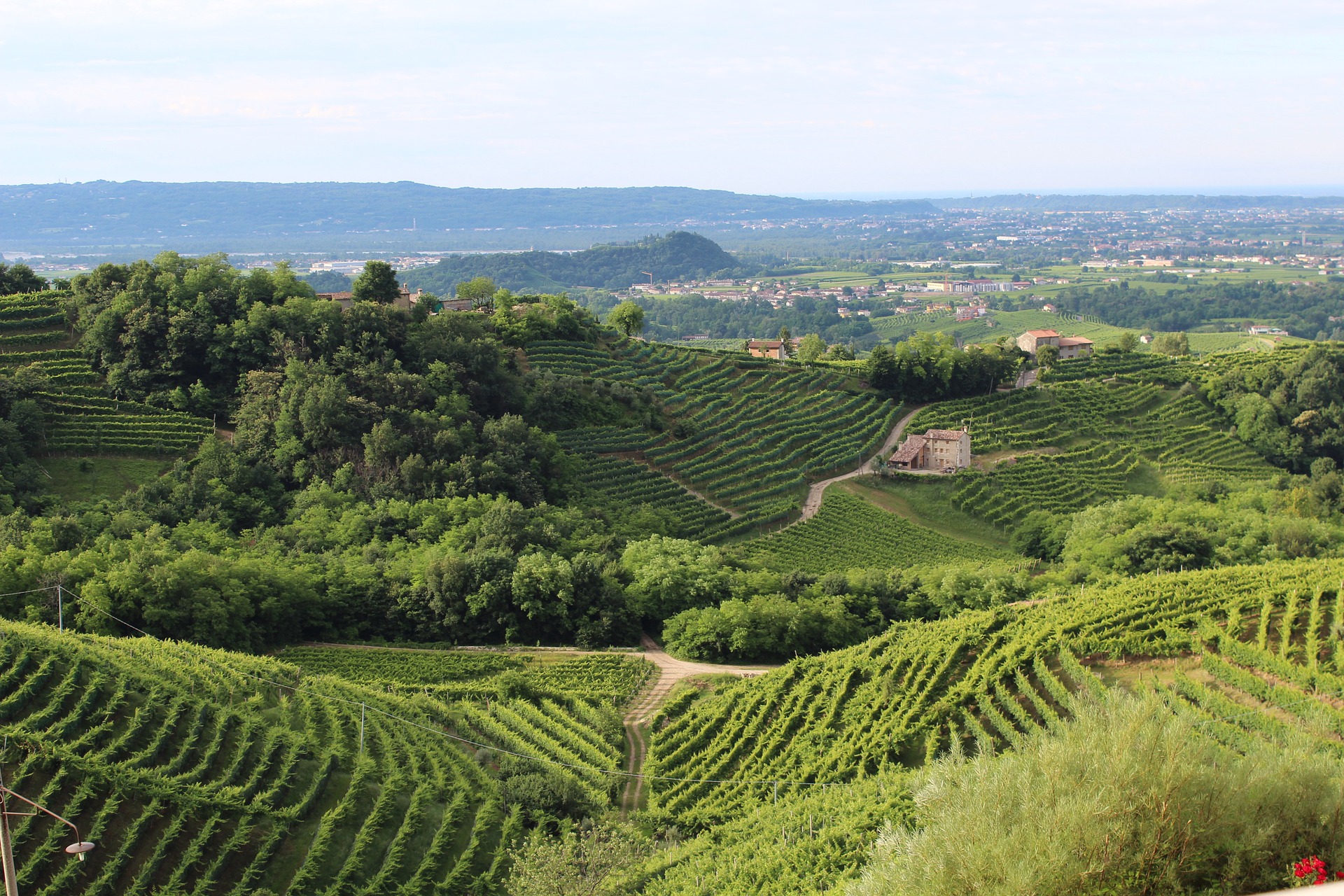 Vingård i Italien
