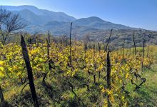 Georgiskt vin