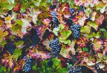 grapes