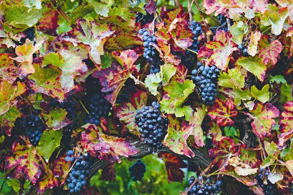 grapes